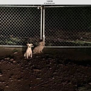 Meet your Posher, Toby